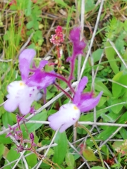 Linaria incarnata