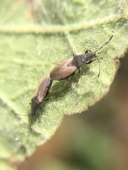 Oxycarenus hyalinipennis