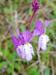 Linaria incarnata