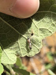 Oxycarenus hyalinipennis