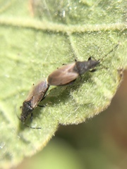 Oxycarenus hyalinipennis