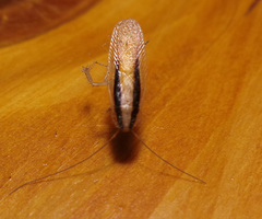 Namablatta bitaeniata