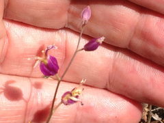 Streptanthus glandulosus glandulosus