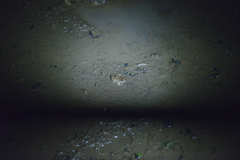 Fejervarya cancrivora