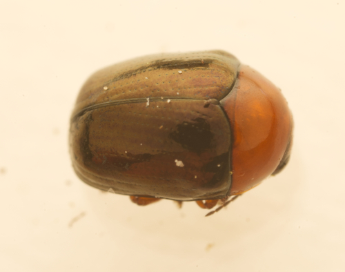 Ditropidus, 2023-11-24