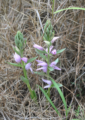 Cephalanthera kurdica