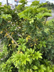 Schefflera arboricola image