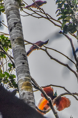 Greater Bird-Of-Paradise photo 5