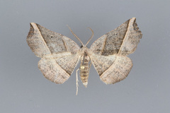 Metanema determinata