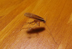 Namablatta bitaeniata