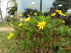 Asteraceae