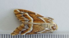 Caripeta angustiorata