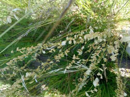 Melica brasiliana observed 2023-11-26