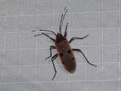 Physopelta quadriguttata