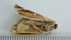 Caripeta angustiorata