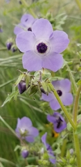 Pholistoma auritum auritum
