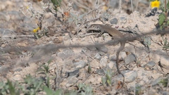 Aspidoscelis marmoratus