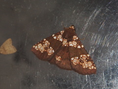 Saroba pustulifera