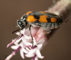 Eupompha elegans