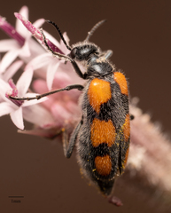 Eupompha elegans