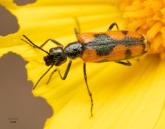 Eupompha elegans