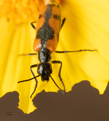 Eupompha elegans
