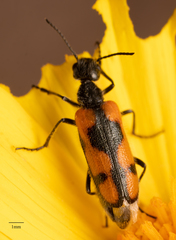 Eupompha elegans