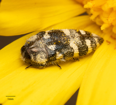 Acmaeodera tuta