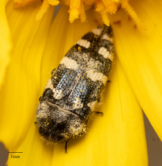 Acmaeodera tuta