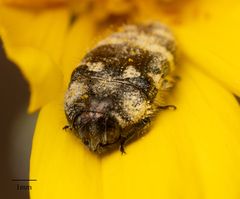 Acmaeodera tuta