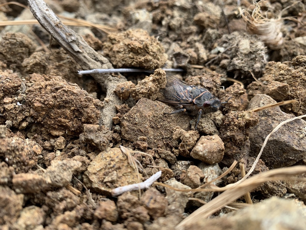 Tibicinoides catalina