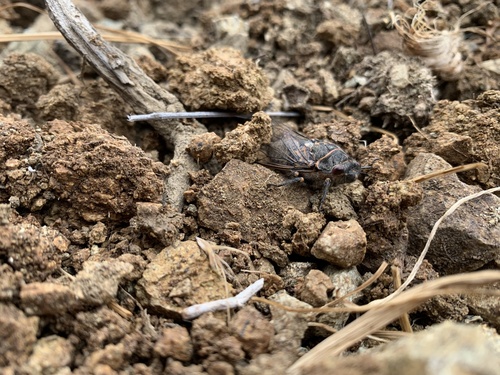Tibicinoides catalina