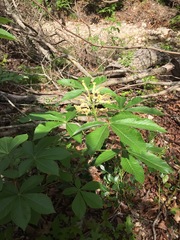 Aesculus pavia flavescens