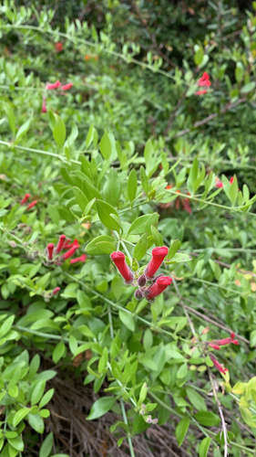 Gambelia speciosa