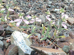 Collinsia tinctoria