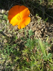 Eschscholzia californica