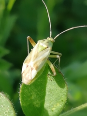 Reuterista instabilis