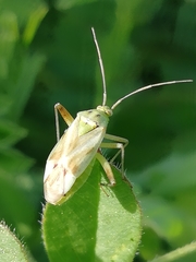 Reuterista instabilis