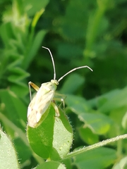 Reuterista instabilis