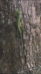 Polychrus marmoratus