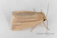 Mythimna oxygala