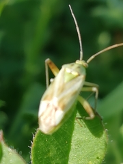 Reuterista instabilis