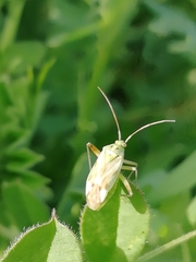 Reuterista instabilis