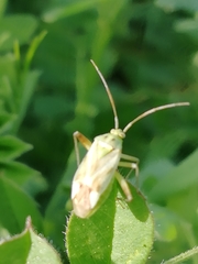 Reuterista instabilis