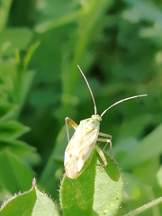 Reuterista instabilis