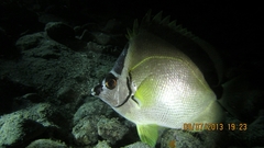 Johnrandallia nigrirostris