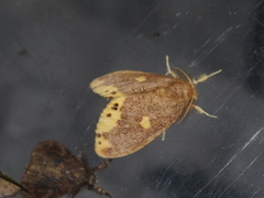 Euproctis quadrangularis