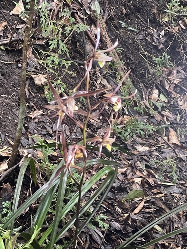 Cymbidium kanran iNat (3)
