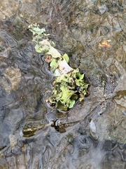 Dermatocarpon luridum