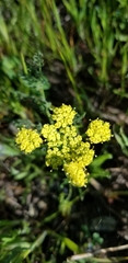 Lomatium caruifolium